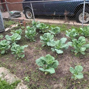Flower Bed Weeding by Rid of it reviewed on July 2, 2026