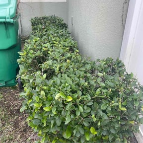 Bush Trimming by The Boot Lawn Care reviewed on August 20, 2025