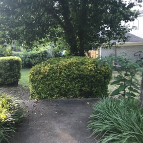 Bush Trimming by Lawn masters reviewed on August 19, 2025