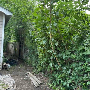 Bush Trimming by Structure lawn care reviewed on May 2, 2026