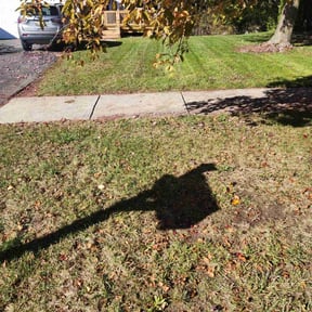 Leaf Removal by José Peraza All House Service reviewed on November 6, 2025