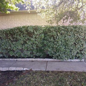 Bush Trimming by Nextdoor Lawn Services LLC reviewed on August 20, 2025