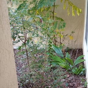 Bush Trimming by Advanced Home & Lawn Care LLC reviewed on August 21, 2025