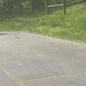 Bush Trimming by Mowing and landscaping reviewed on May 2, 2025