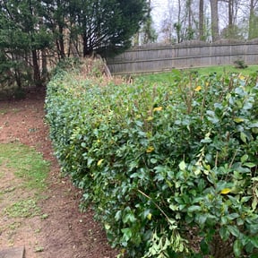 Bush Trimming by Sharp edge lawn care reviewed on August 17, 2025