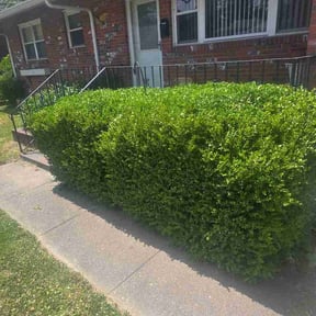 Bush Trimming by Turf Dasher reviewed on June 10, 2026