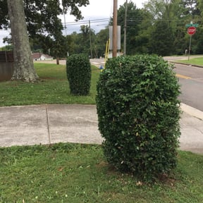 Bush Trimming by Scott Lawncare reviewed on August 18, 2025