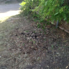 Bush Trimming by Jon's ASAP Lawn Service reviewed on August 15, 2025