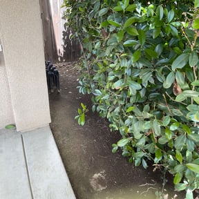 Bush Trimming by Montalvo Lawn Care reviewed on August 16, 2025