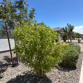 Bush Trimming by Crigler Lawncare reviewed on August 21, 2025