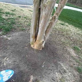 Flower Bed Weeding by All American Services reviewed on March 26, 2026