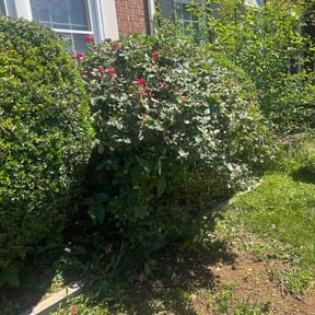Bush Trimming by JBSglobal property management corporation reviewed on May 31, 2026