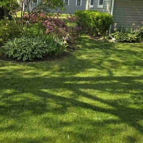 turf maintenance by JJJ landscape and tree service reviewed on August 15, 2025