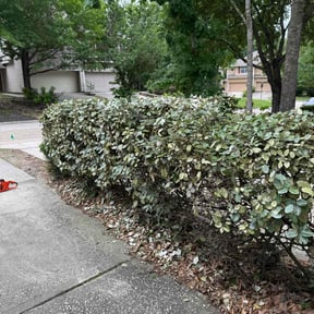 Bush Trimming by Thomas Fador reviewed on August 19, 2025