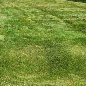 grass maintenance by Lawn Guys reviewed on April 23, 2024