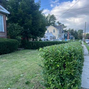 Bush Trimming by After-Hours Maintenance LLC reviewed on August 23, 2026