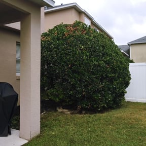 Bush Trimming by Patrick's landscaping reviewed on August 19, 2025