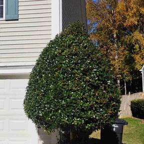 Bush Trimming by So Fresh So Clean LawnCare reviewed on December 26, 2025