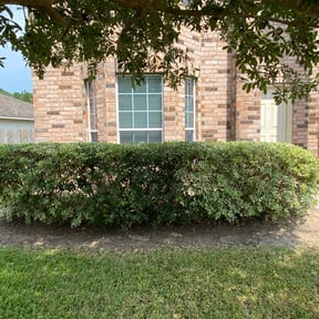Bush Trimming by HP Lawn Services reviewed on August 19, 2025