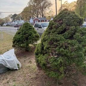 Bush Trimming by Edgar reviewed on March 30, 2026