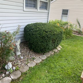 Bush Trimming by Jerusalemlawncareservice reviewed on August 15, 2025