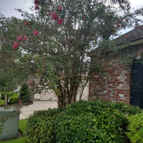 Bush Trimming by 121Successful solutions reviewed on August 21, 2025