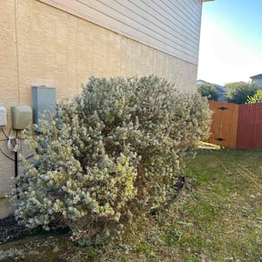 Bush Trimming by Gentle Blades (keep it cut) reviewed on November 27, 2025