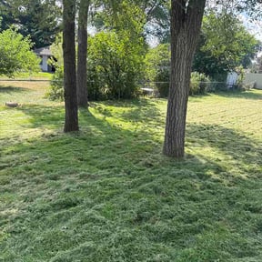 Bush Trimming by Madissons Green reviewed on August 17, 2026