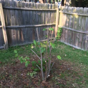 Bush Trimming by Cooley's lawn care reviewed on August 16, 2025