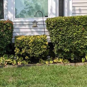 Bush Trimming by Eagle eye lawncare reviewed on August 18, 2025