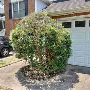 Bush Trimming by K V Lawncare reviewed on August 15, 2025