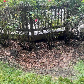 Flower Bed Weeding by Ivan Yard Man Lawn Service reviewed on July 31, 2026