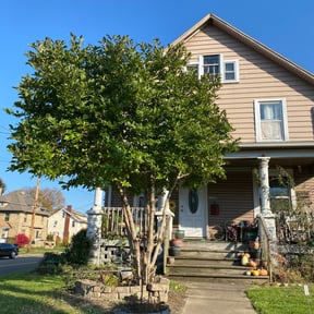 Bush Trimming by Chaneys&#039;s FourSeasons Lawn Care reviewed on August 20, 2025