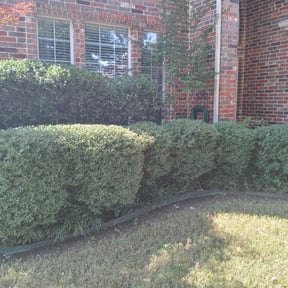 Bush Trimming by Woods Property PreservationLLC reviewed on August 21, 2025