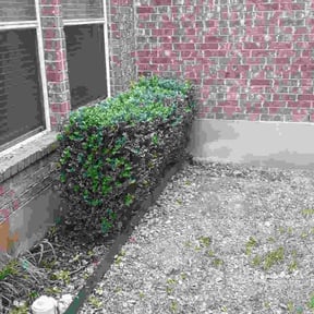Bush Trimming by Day Break Landscaping LLC reviewed on August 21, 2025