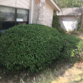 Bush Trimming by Evergreen maven lawn care reviewed on October 13, 2024