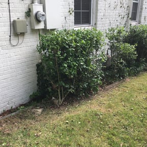 Bush Trimming by Garrison Lawn Care and  Maintenance reviewed on June 26, 2025