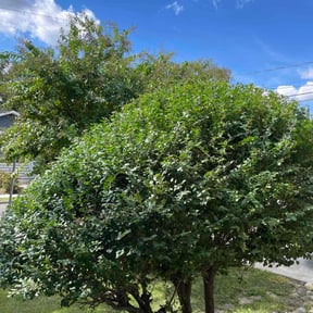 Bush Trimming by Lawson&#039;s Multi Services reviewed on October 22, 2025