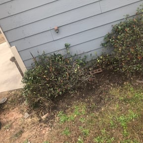 Bush Trimming by J&A Affordable Landscape reviewed on August 17, 2025