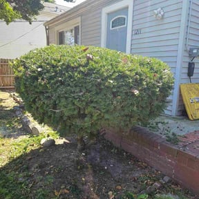 Bush Trimming by Laurean Landscaping reviewed on February 22, 2022