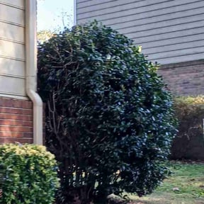 Bush Trimming by Style Loft Lawn Care reviewed on August 20, 2025