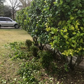Bush Trimming by GC Lawn Care & Landscaping Services reviewed on August 20, 2025