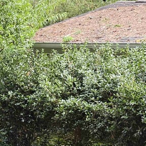 Bush Trimming by Byers Lawn reviewed on August 19, 2025