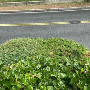 Bush Trimming by Grasman LLC reviewed on August 21, 2025