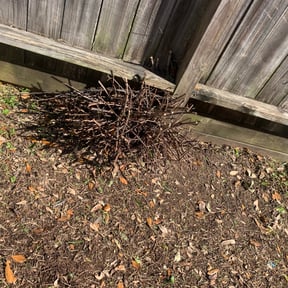 Bush Trimming by Gray's Lawn Service reviewed on August 21, 2025