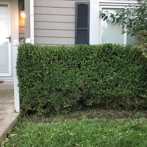 Bush Trimming by Robinson’s Family Lawn Service reviewed on August 19, 2025