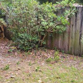 Bush Trimming by ZKZ Landscape &amp; Design reviewed on October 22, 2025