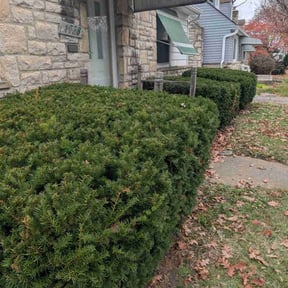 Bush Trimming by At Your Command reviewed on January 30, 2026