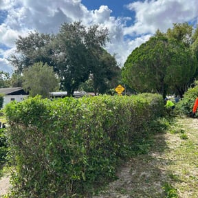 Bush Trimming by All Seasons Landscape & Hauling reviewed on August 13, 2025