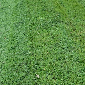 lawn care by Stephens Lawn Care reviewed on August 18, 2025
